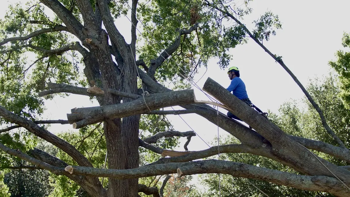 Professional Crown Thinning performed by certified arborists in Vichy